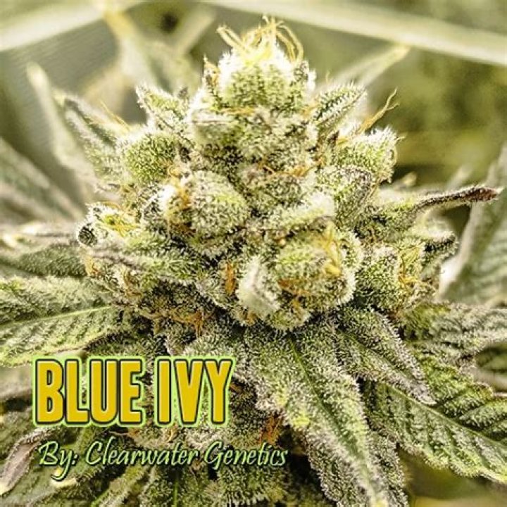 Exploring The Wonders Of The Blue Ivy Strain