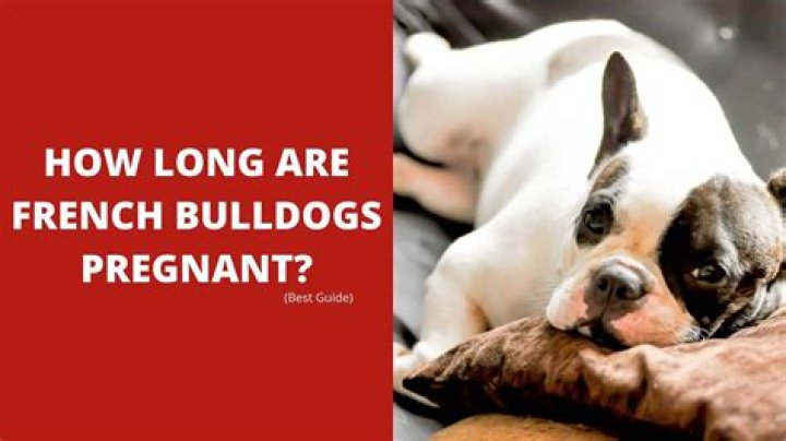 A Dog Parent's Guide: The Gestation Period Of French Bulldogs