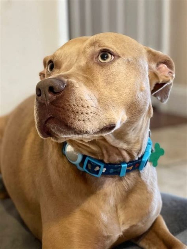 Find Your Perfect Pit Bull Companion: New Orleans Pit Bull Rescue