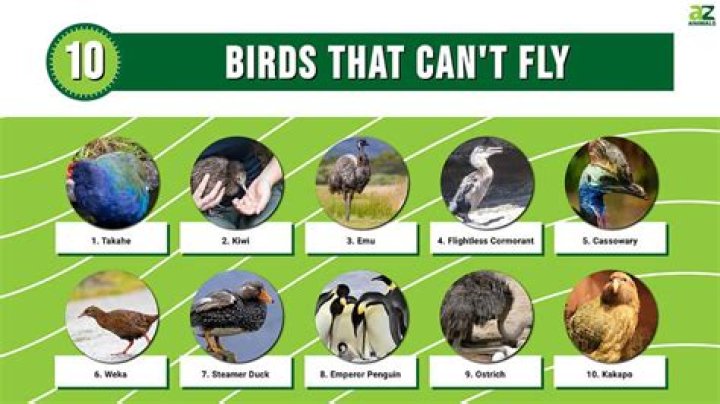 What animals cannot vomit